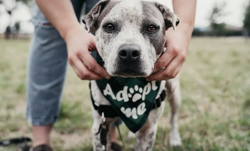 Happy dog with pet insurance coverage in Greensboro, NC