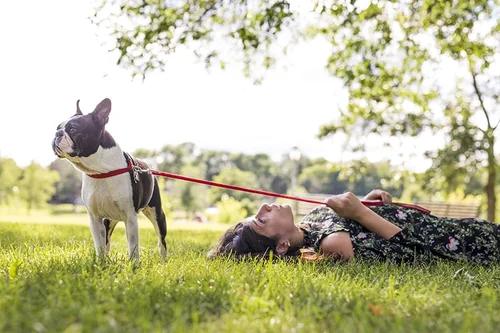 Dog owner reviewing pet insurance options in North Carolina